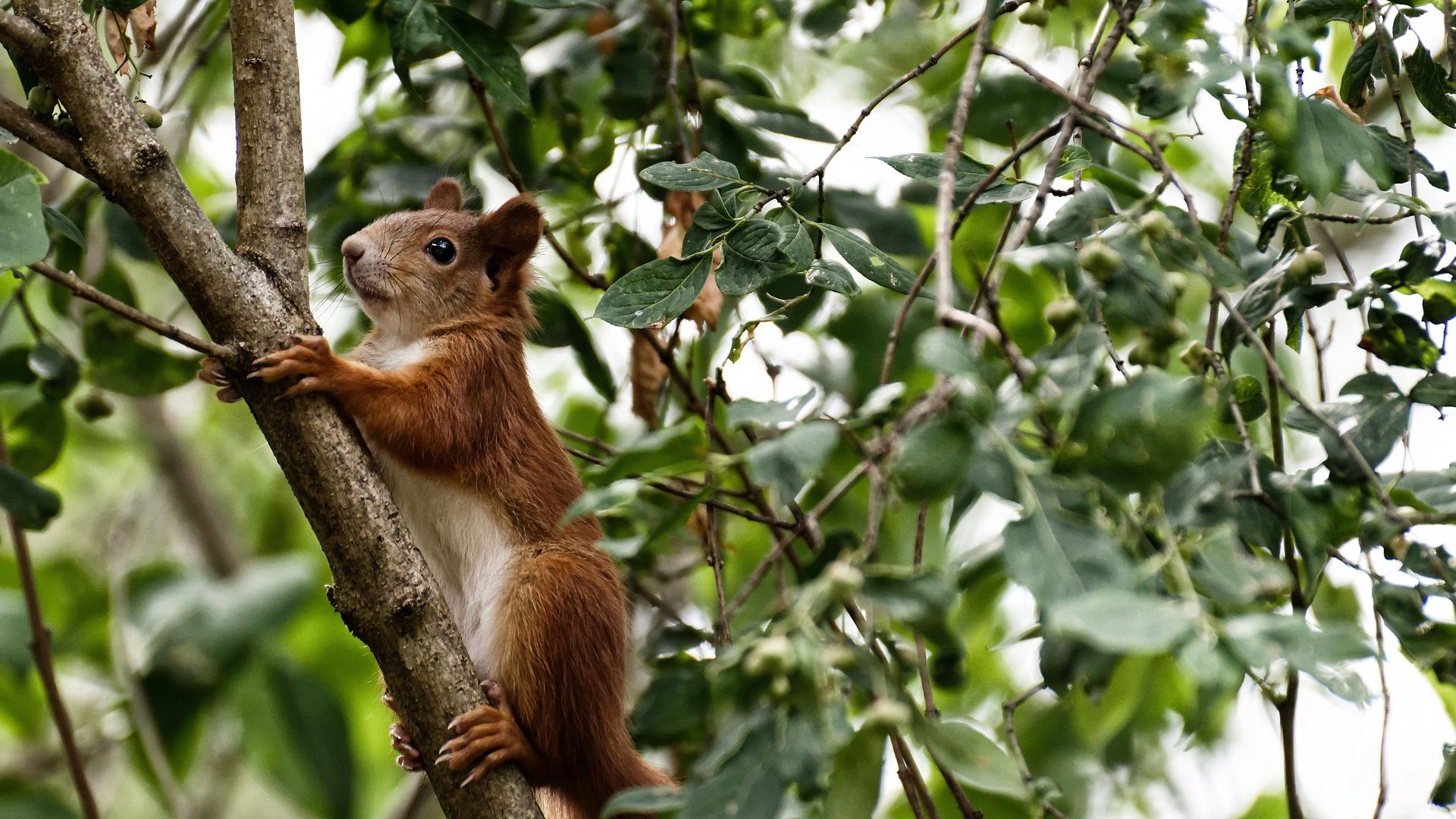 FB体育注册网址-联盟角逐：哪些球队具备冲冠潜力？，获得联赛冠军最多的球队
