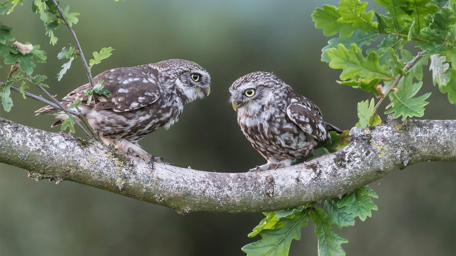 fb体育投注-青少年电竞文化节启幕，培养未来电竞人才，全国青少年电竞大赛