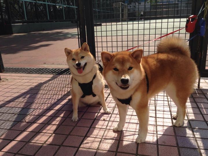 国足在国际比赛中的球员选拔机制分析实施，国足入选标准