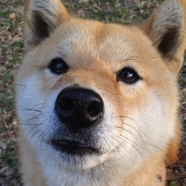 国足在国际比赛中的球员选拔，国足在国际比赛中的球员选拔标准