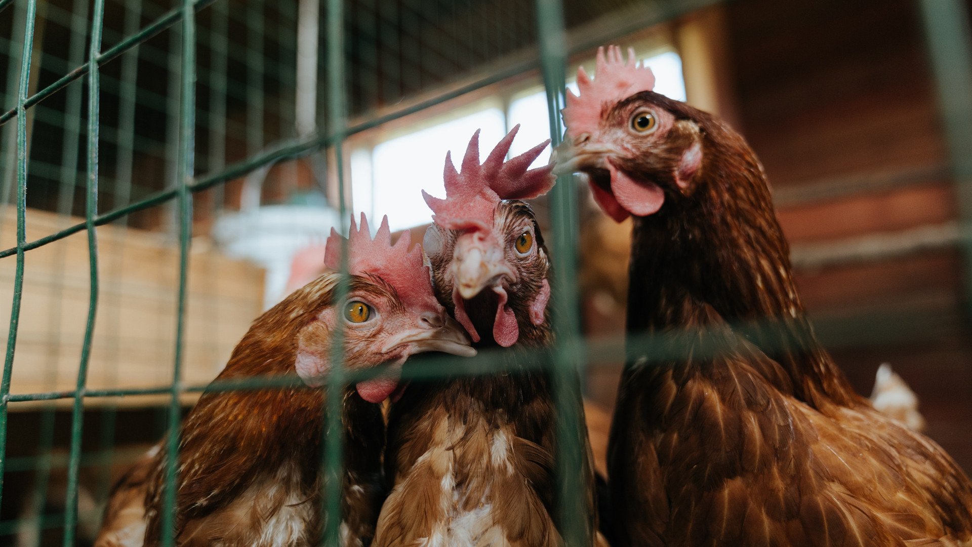 弗拉门戈在2024年巴西杯中夺冠,展现强大实力,弗拉门戈vs巴西国际比分预测