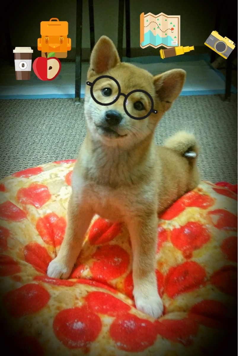 fb体育官网网页版-拜仁慕尼黑主场4-1大胜斯图加特，进攻火力全开，拜仁慕尼黑433