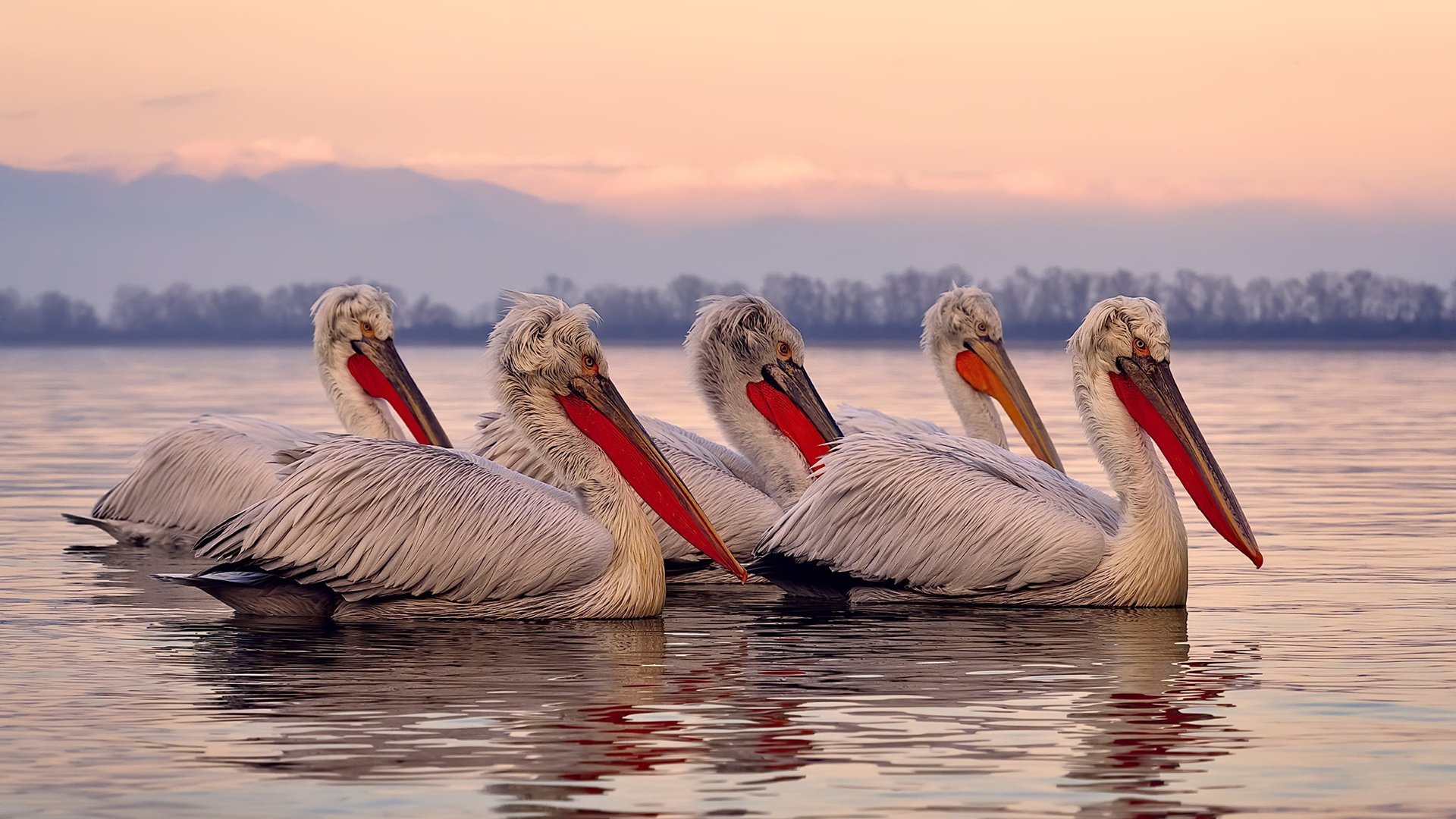 拜仁慕尼黑主场4-1大胜斯图加特，进攻火力全开，拜仁慕尼黑vs斯图加特视频直播