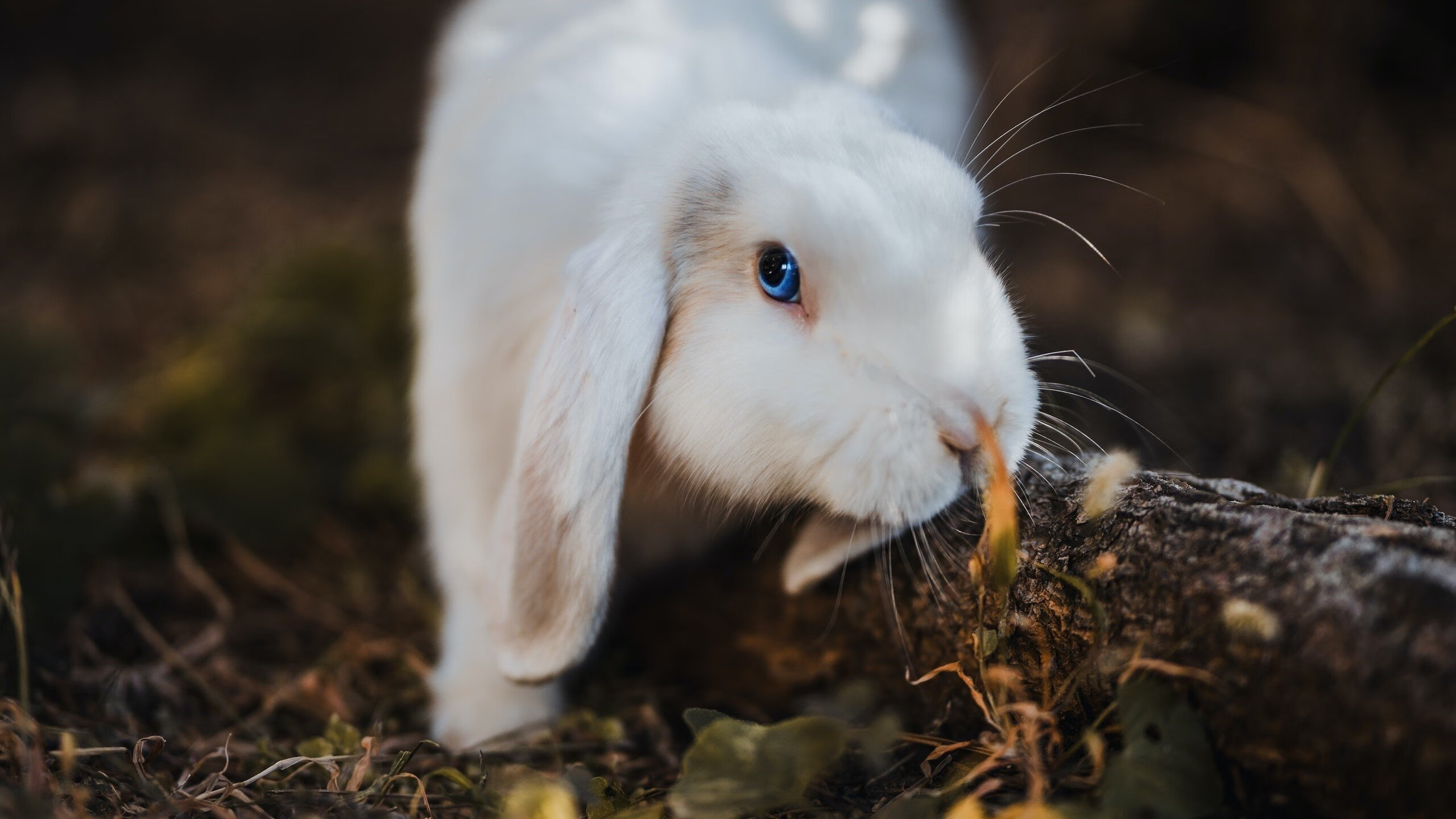 fb体育官网首页-是否应开设足球家庭教育指导平台，足球训练对学生和家长的要求