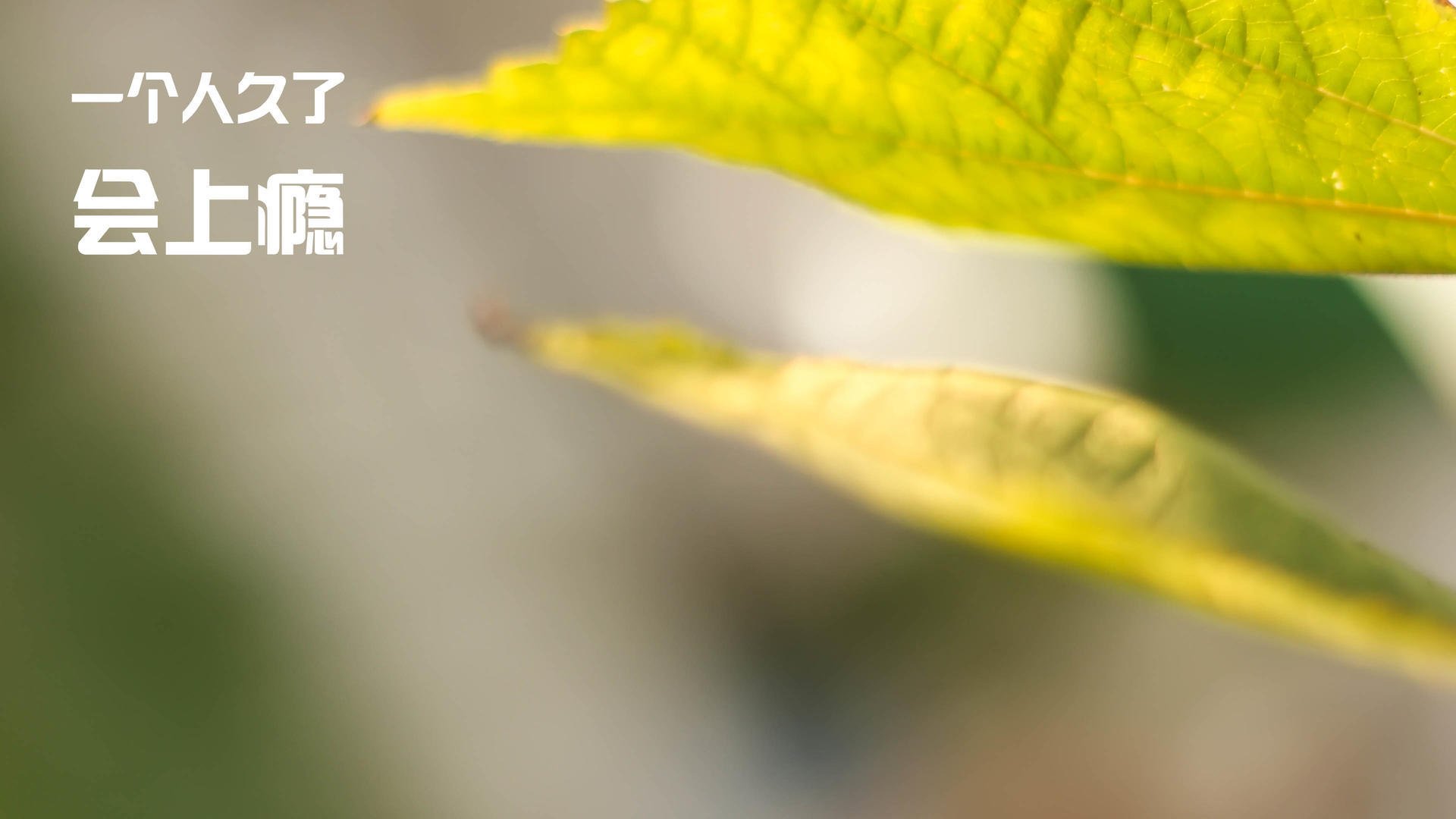 fb体育官网入口-法甲劲旅签下巴西新秀，引发关注和期待，巴西甲级联赛推荐