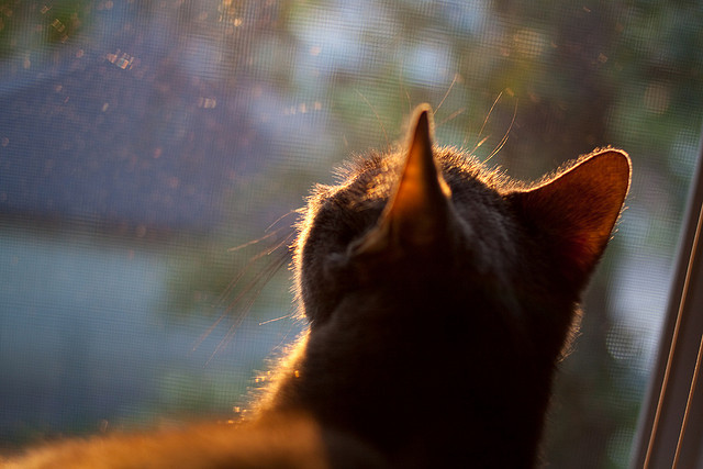 fb体育官网入口-亚洲杯中国足球逆袭 球迷热情不减，足球亚洲杯中国队战绩