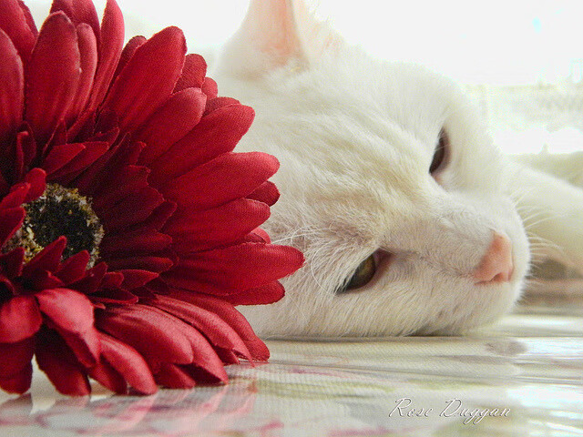 fb体育娱乐-女子国家队发布训练特辑展示幕后备战细节，女子国家队排名